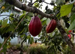 Bahia se consolida como maior produtora de cacau do Brasil