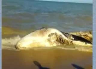 Baleia é encontrada morta em praia de Alcobaça