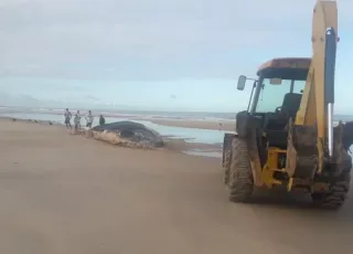 Baleia Jubarte de 11 metros encontrada morta é enterrada na Praia do Camurugi no litoral sul de Mucuri