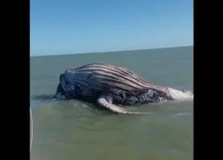 Baleia jubarte é encontrada morta em praia de Caravelas