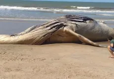 Baleia Jubarte é encontrada morta na Praia de Mucuri