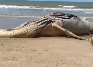 Baleia Jubarte é encontrada morta na Praia de Mucuri
