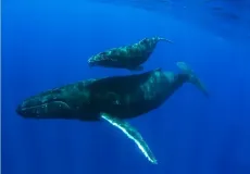 Baleias e animais marinhos no sul da Bahia estão contaminados por metais pesados do desastre de Mariana, aponta pesquisa