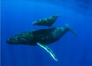 Baleias e animais marinhos no sul da Bahia estão contaminados por metais pesados do desastre de Mariana, aponta pesquisa