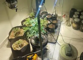 Bancário é preso com estufa para plantação de maconha