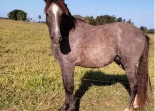 Bêbado, homem compra cavalo e só descobre no dia seguinte