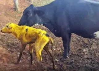 Bezerro nasce amarelo e intriga donos em Minas Gerais