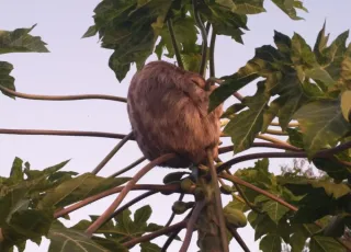 Bicho-preguiça encontrado em Itamaraju é solto no Parque Descobrimento