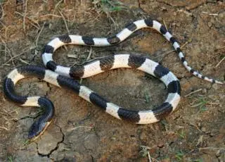 Bizarro -Professor encontra cobra venenosa em seu capacete 11 quilômetros depois de sair de casa