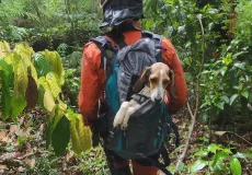 Bombeiros do 18º BBM de Teixeira de Freitas resgatam cachorrinha em área de serra no interior de Itamaraju