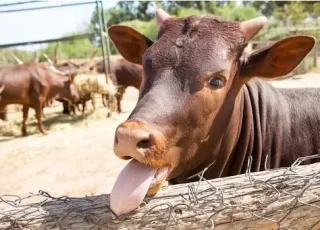 Brasil confirma caso de "vaca louca" no Pará e suspende exportação de carne à China