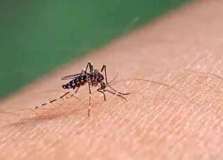 Brasil tem 391 mortes por dengue