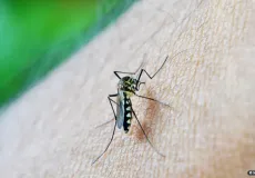 Brasil tem 75 mortes por dengue, e casos prováveis passam de meio milhão