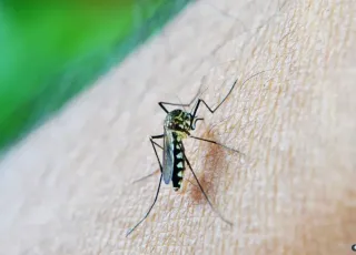 Brasil tem 75 mortes por dengue, e casos prováveis passam de meio milhão