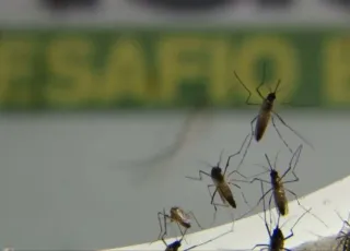 Brasil ultrapassa 500 mortes por dengue em 2022