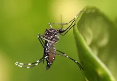 Brasil ultrapassa marca de 5 mil mortes por dengue