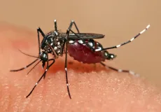 Butantan iniciará teste pré-clínico de vacina contra Zika em 2024