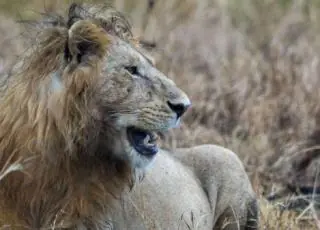 Caçador pisoteado por elefante é comido por leões na África do Sul