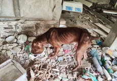 Cachorro em situação de sofrimento e abandono é resgatado pela polícia na cidade de Eunápolis