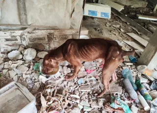 Cachorro em situação de sofrimento e abandono é resgatado pela polícia na cidade de Eunápolis