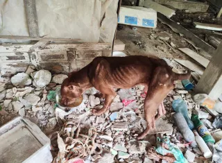 Cachorro em situação de sofrimento e abandono é resgatado pela polícia na cidade de Eunápolis