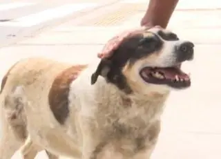 Cachorro está há três anos esperando o dono sair do hospital, na Bahia