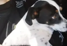 Cachorro vence ex-tutor na Justiça e ganha indenização de R$ 5 mil por agressão  