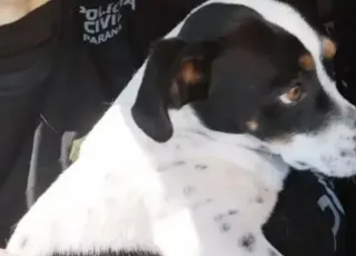 Cachorro vence ex-tutor na Justiça e ganha indenização de R$ 5 mil por agressão  