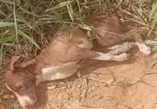 Cadela é encontrada amarrada dentro de sacos plásticos em Itabela; caso será investigado pela polícia
