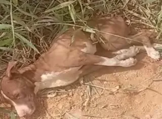 Cadela é encontrada amarrada dentro de sacos plásticos em Itabela; caso será investigado pela polícia