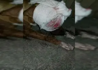 Cadela tem o olho arrancado por uma bola de gude atirada por um eletricista em Medeiros Neto