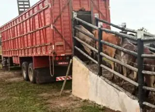 CAEMA recupera próximo ao Assentamento 40-45, 19 reses roubadas em Santo Antônio