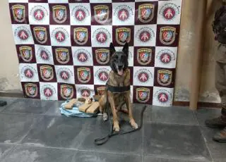 Cães da Rondesp Leste acham maconha em bagageiro de ônibus