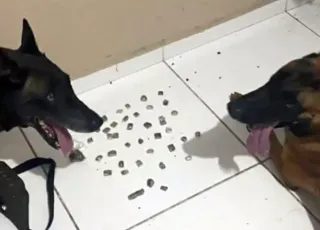 Cães policiais do 8° BPM atuam em nova apreensão de drogas, em Porto Seguro