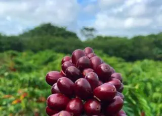 Café conilon teixeirense é reconhecido como melhor do Brasil