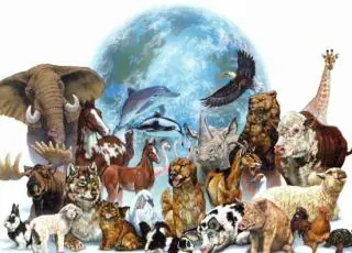 Câmara aumenta pena de maus-tratos contra animais e zoofilia