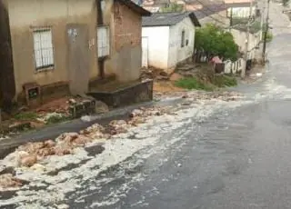 Caminhão de frigorífico deixa dezenas de frangos podres espalhados em rua do Tancredo Neves