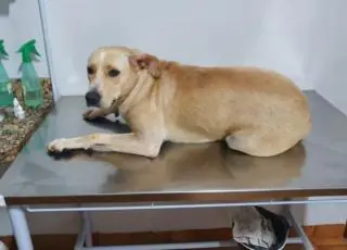 Candidato a vereador acusado de 'estuprar' cadela é encontrado morto em MG