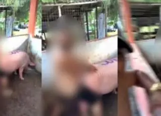 Cantor de forró é acusado de estuprar um porco