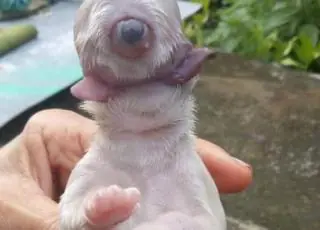 Cão ciclope nasce sem focinho, com duas línguas e morre em seguida