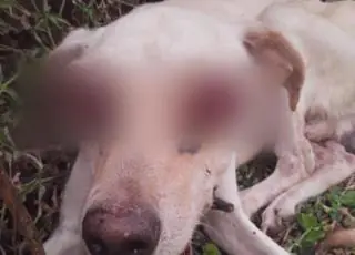 Cão é resgatado após ter os olhos arrancados e ser abandonado em loteamento