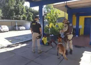 Cão farejador ajuda a polícia encontrar drogas em ônibus que ia de Teixeira para Linhares