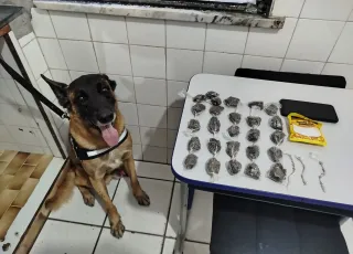 Cão farejador ajuda PM a encontrar drogas e prender traficante em Mucuri