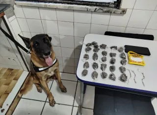Cão farejador ajuda PM a encontrar drogas e prender traficante em Mucuri