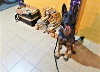 Cão farejador da PRF encontra 103 Kg de maconha dentro de bagageiro de ônibus