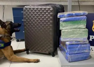 Cão farejador da PRF encontra maconha em ônibus na BR 116