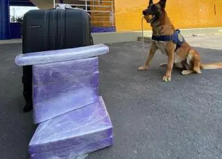Cão farejador da PRF encontra maconha escondida em ônibus na BR 116