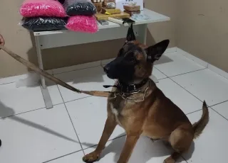 Cão policial encontra 14kg de drogas em imóvel, em Porto Seguro