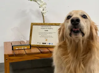 “Cão terapeuta” Lola completa um ano de atuação no Hospital Ortopédico do Estado da Bahia