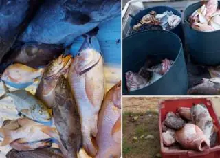 Caravelas distribui quase meia tonelada de peixes para famílias carentes e entidades sociais